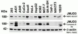 Lysine (K)-specific Demethylase 6B/KDM6B/JMJD3 Antibody - BSA Free, Novus