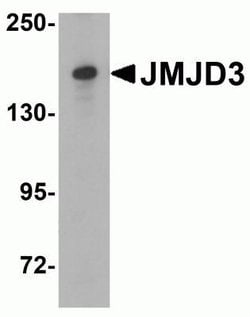 Lysine (K)-specific Demethylase 6B/KDM6B/JMJD3 Antibody - BSA Free, Novus