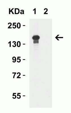 Lysine (K)-specific Demethylase 6B/KDM6B/JMJD3 Antibody - BSA Free, Novus