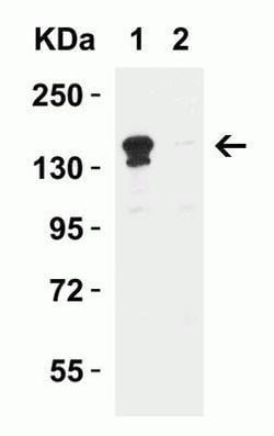 Lysine (K)-specific Demethylase 6B/KDM6B/JMJD3 Antibody - BSA Free, Novus