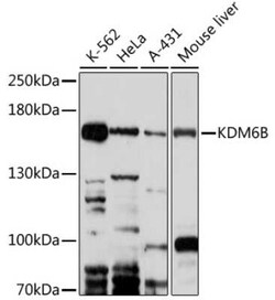 Lysine (K)-specific Demethylase 6B/KDM6B/JMJD3 Antibody - Azide and BSA