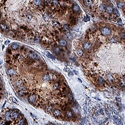 Human Lysosomal alpha-Glucosidase Antibody, R D Systems 100 &mu;g; Unconjugated:Antibodies,