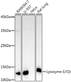 Lysozyme Rabbit anti-Human, Mouse, Rat, Clone: ARQ4974, Novus Biologicals 100 &mu;g | Buy Online | Novus Biologicals | Fisher Scientific