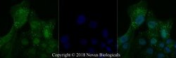 Lysyl Oxidase Homolog 3/LOXL3 Antibody - BSA Free, Novus Biologicals 0.1