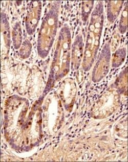 Lysyl Oxidase Homolog 3/LOXL3 Antibody - BSA Free, Novus Biologicals 0.1