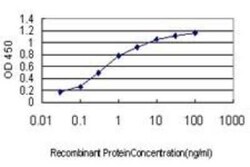 Novus Biologicals M-CSFR/CD115 Antibody (1G4), Novus Biologicals 0.1 mg | Buy Online | Novus Biologicals&trade; | Fisher Scientific