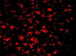 M-CSFR/CD115 Antibody (AFS98) - BSA Free, Novus Biologicals:Antibodies:Primary