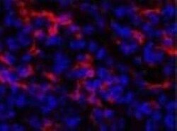 M-CSFR/CD115 Antibody (AFS98) - BSA Free, Novus Biologicals:Antibodies:Primary