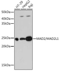 MAD2L1 Rabbit anti-Human, Mouse, Rat, Clone: 5W5U1, Novus Biologicals:Antibodies:Primary
