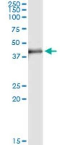 MAD2L1-binding protein Antibody (4B9), Novus Biologicals 0.1 mg | Buy Online | Novus Biologicals | Fisher Scientific