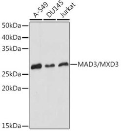 MAD3 Rabbit anti-Human, Mouse, Rat, Clone: 8M7B3, Novus Biologicals 20