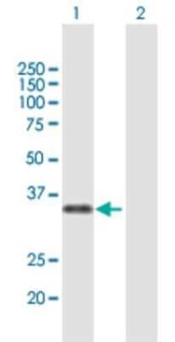 MAF1 Antibody, Novus Biologicals 50 &mu;g; Unconjugated:Antibodies, Polyclonal