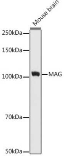 MAG/Siglec-4a Rabbit anti-Human, Mouse, Rat, Clone: 8Q7K5, Novus Biologicals 100 &mu;g | Buy Online | Novus Biologicals | Fisher Scientific