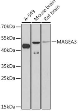 MAGEA3 Rabbit anti-Human, Mouse, Rat, Polyclonal, Novus Biologicals:Antibodies:Primary