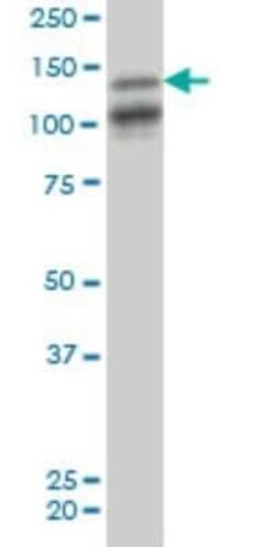 MAGI1 Antibody (7B4), Novus Biologicals 0.1 mg | Buy Online | Novus Biologicals | Fisher Scientific