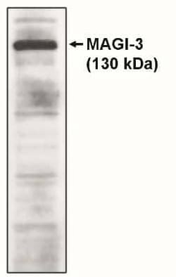 MAGI3 Sheep anti-Human, Polyclonal, Novus Biologicals 250 &mu;g; Unconjugated:Antibodies,