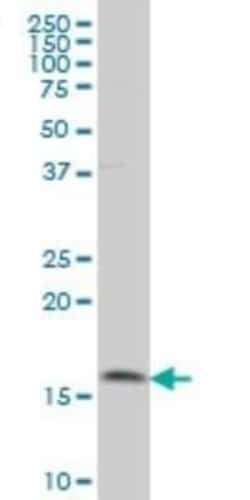 MAGOH Antibody (4H8), Novus Biologicals 0.1 mg | Buy Online | Novus Biologicals | Fisher Scientific