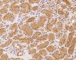 MAMLD1 Antibody, Novus Biologicals 50 &mu;g; Unconjugated:Antibodies, Polyclonal