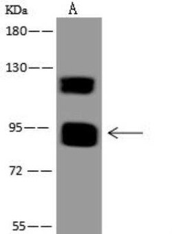 MAMLD1 Antibody, Novus Biologicals 50 &mu;g; Unconjugated:Antibodies, Polyclonal