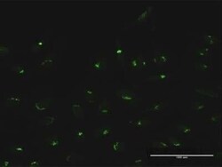 MAN1A2 Antibody, Novus Biologicals 0.1 mg | Buy Online | Novus Biologicals | Fisher Scientific