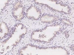 MAN1A2 Antibody, Novus Biologicals:Antibodies:Primary Antibodies