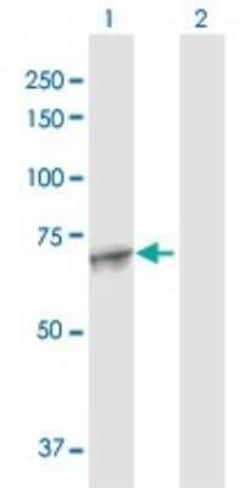MAN1A2 Antibody, Novus Biologicals 0.1 mg | Buy Online | Novus Biologicals | Fisher Scientific
