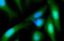 MANF Antibody (1D10), Novus Biologicals 0.1 mg | Buy Online | Novus Biologicals | Fisher Scientific