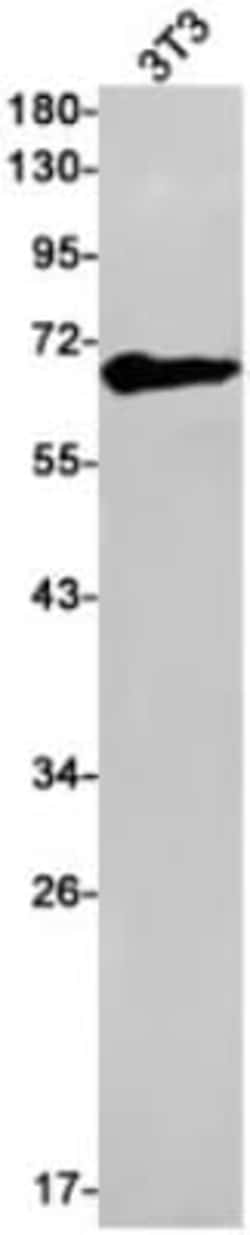 MAO-A Antibody (S07-9I3), Novus Biologicals 50 &mu;g; Unconjugated:Antibodies,