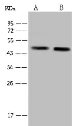 MAP1 Antibody, Novus Biologicals 100 &mu;g, Unconjugated:Antibodies, Polyclonal