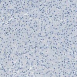 MAP4K1 Antibody, Novus Biologicals 25 &mu;L | Buy Online | Novus Biologicals | Fisher Scientific