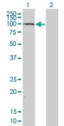 MAP4K5 Antibody (3H3), Novus Biologicals 0.1 mg | Buy Online | Novus Biologicals | Fisher Scientific