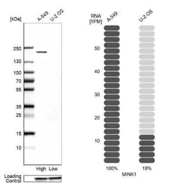 MAP4K6 Antibody, Novus Biologicals:Antibodies:Primary Antibodies