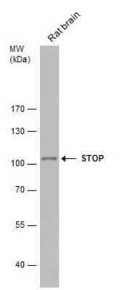 MAP6 Antibody, Novus Biologicals 100 &mu;g | Buy Online | Novus Biologicals | Fisher Scientific