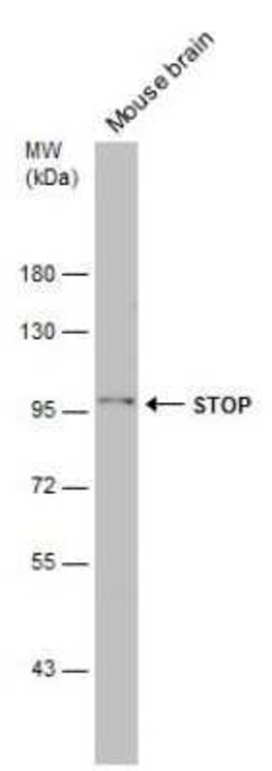 MAP6 Antibody, Novus Biologicals 100 &mu;g | Buy Online | Novus Biologicals | Fisher Scientific