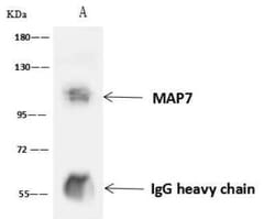 MAP7 Antibody, Novus Biologicals 50 &mu;g, Unconjugated:Antibodies, Polyclonal