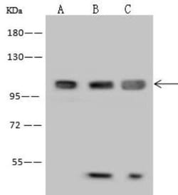 MAP7 Antibody, Novus Biologicals 50 &mu;g, Unconjugated:Antibodies, Polyclonal