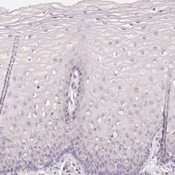 MAP7D2 Antibody, Novus Biologicals:Antibodies:Primary Antibodies