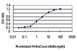 MAPKAP Kinase 3 Antibody (2B5), Novus Biologicals 0.1 mg | Buy Online | Novus Biologicals | Fisher Scientific
