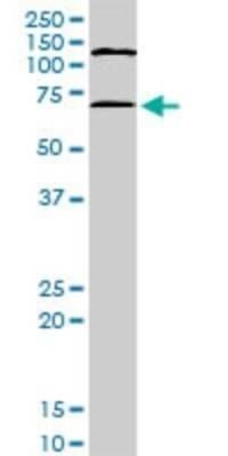 MAPKAPK2 Antibody (3B8), Novus Biologicals 0.1 mg | Buy Online | Novus Biologicals | Fisher Scientific