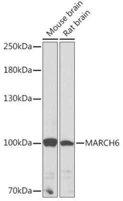 MARCH6 Antibody - Azide and BSA Free, Novus Biologicals:Antibodies:Primary