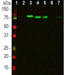 MARCKS Antibody, Novus Biologicals:Antibodies:Primary Antibodies