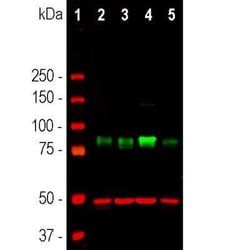 MARCKS Antibody, Novus Biologicals 50 &mu;g; Unconjugated:Antibodies, Polyclonal