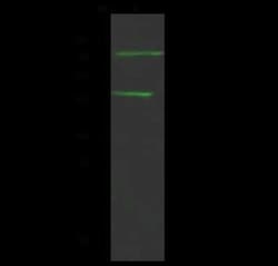 MASP2 Antibody, Novus Biologicals:Antibodies:Primary Antibodies