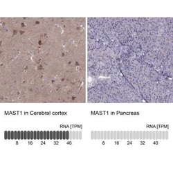MAST1 Antibody, Novus Biologicals:Antibodies:Primary Antibodies
