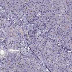 MAST1 Antibody, Novus Biologicals:Antibodies:Primary Antibodies