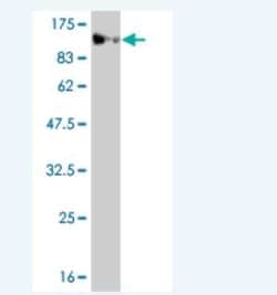 MASTL Antibody (4B4-1B11), Novus Biologicals 0.1 mg; Unconjugated:Antibodies,