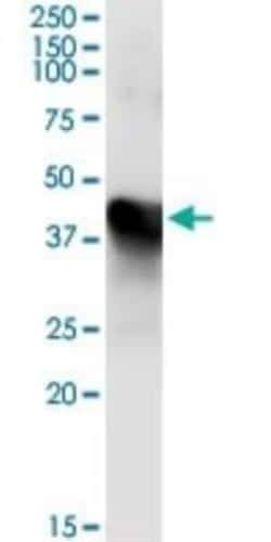 MAT1A Antibody (4D11), Novus Biologicals 0.1 mg; Unconjugated:Antibodies,