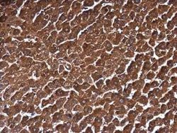 MAT1A Antibody, Novus Biologicals 100 &mu;g | Buy Online | Novus Biologicals | Fisher Scientific