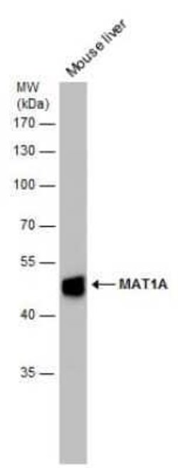 MAT1A Antibody, Novus Biologicals 100 &mu;g | Buy Online | Novus Biologicals | Fisher Scientific