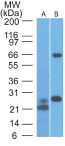 MAVS Antibody (58N3B6) - Azide and BSA Free, Novus Biologicals 0.1 mg;